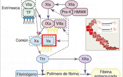 Excelentes resultados, en fase preclínica, de un nuevo factor V recombinante